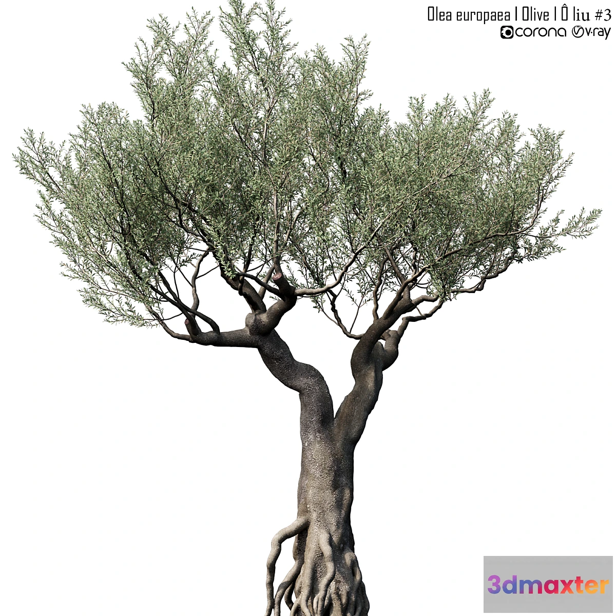 1435210 - Olive Tree (Europa Olea) # 3 3D Max