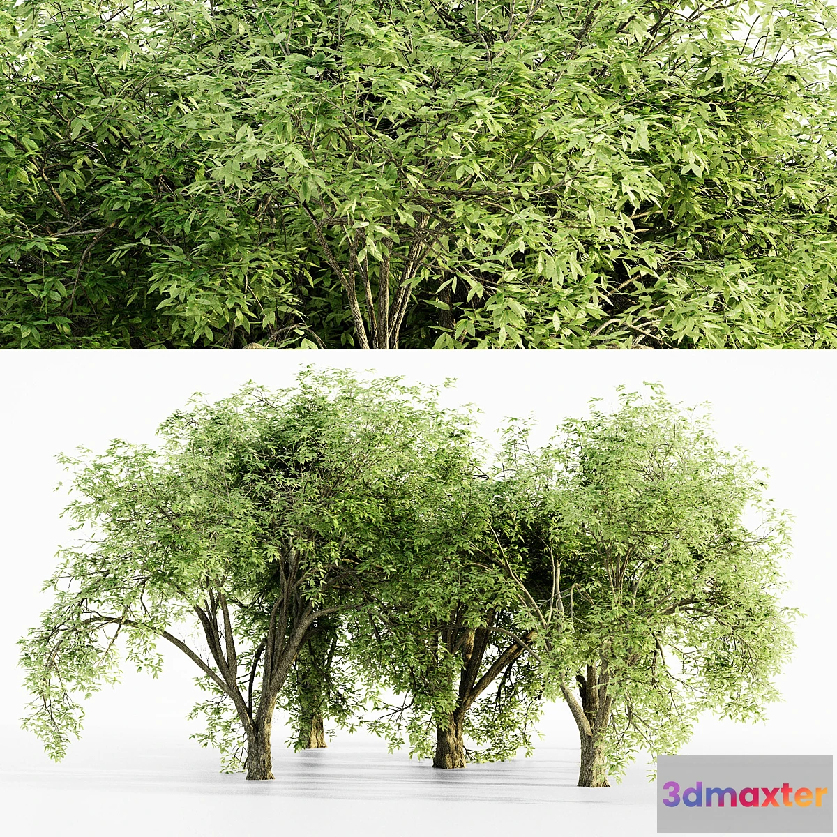1435542 - American elm tree 3D Max