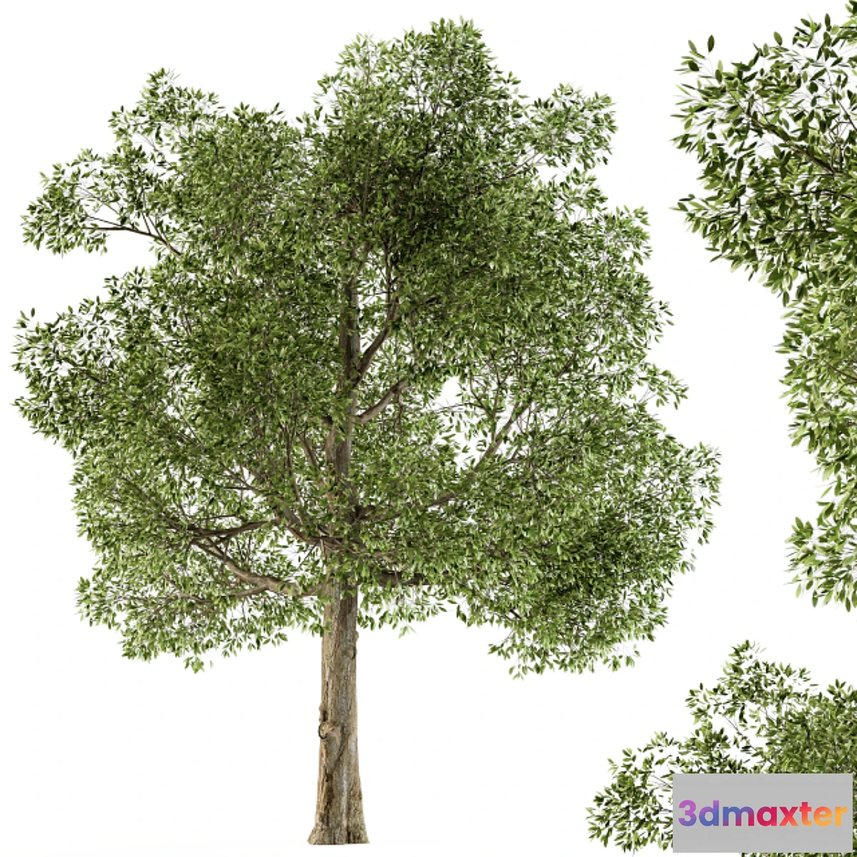 1435960 - Tree Broadleaf - Set 21 3D Max