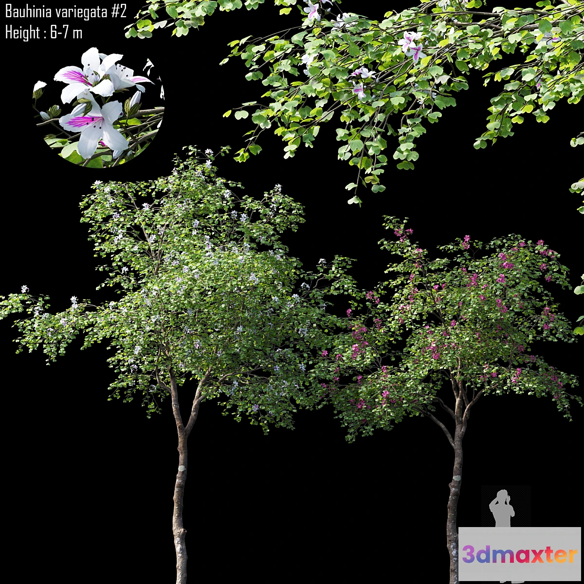 1436042 - Bauhinia variegata # 2 3D Max