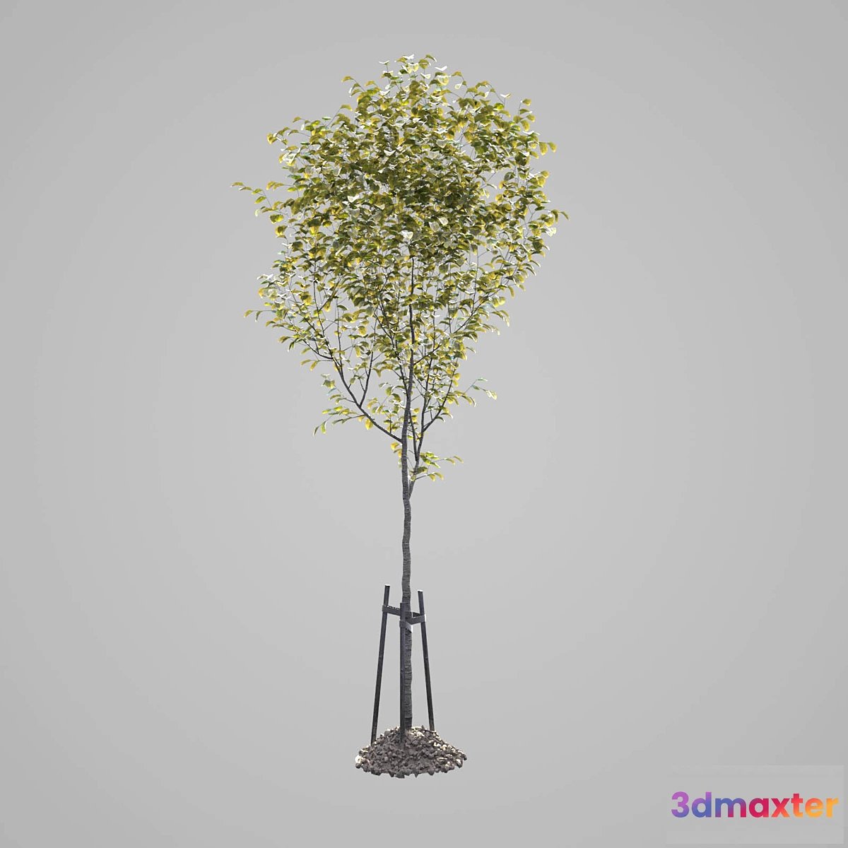 1436332 - young tree set 2 3D Max