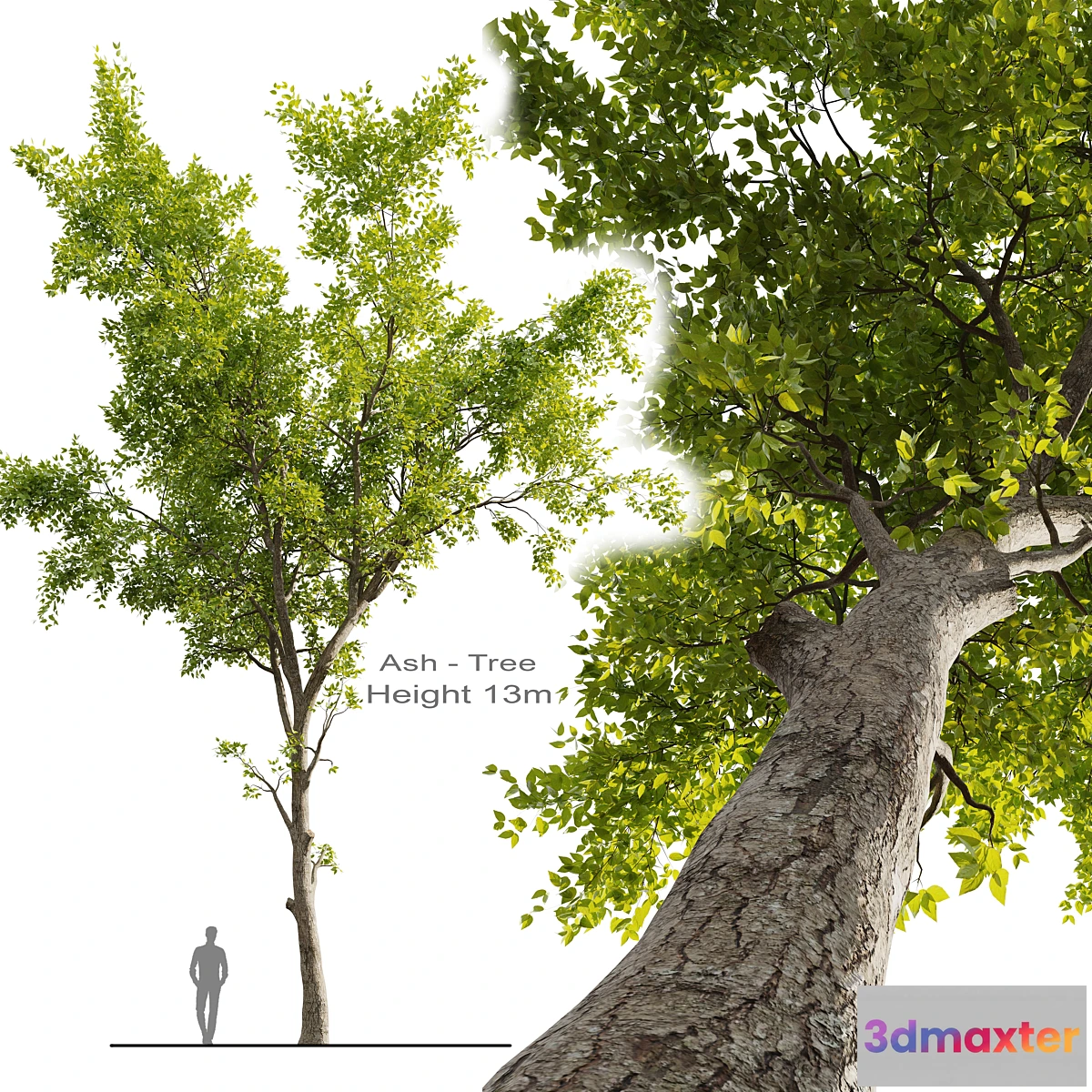 1436982 - Ash Tree 01 3D Max