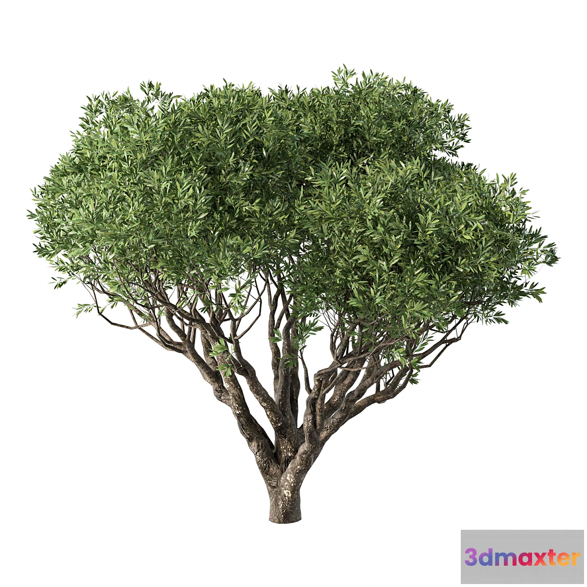 1438374 - Tree No.89 3D Max