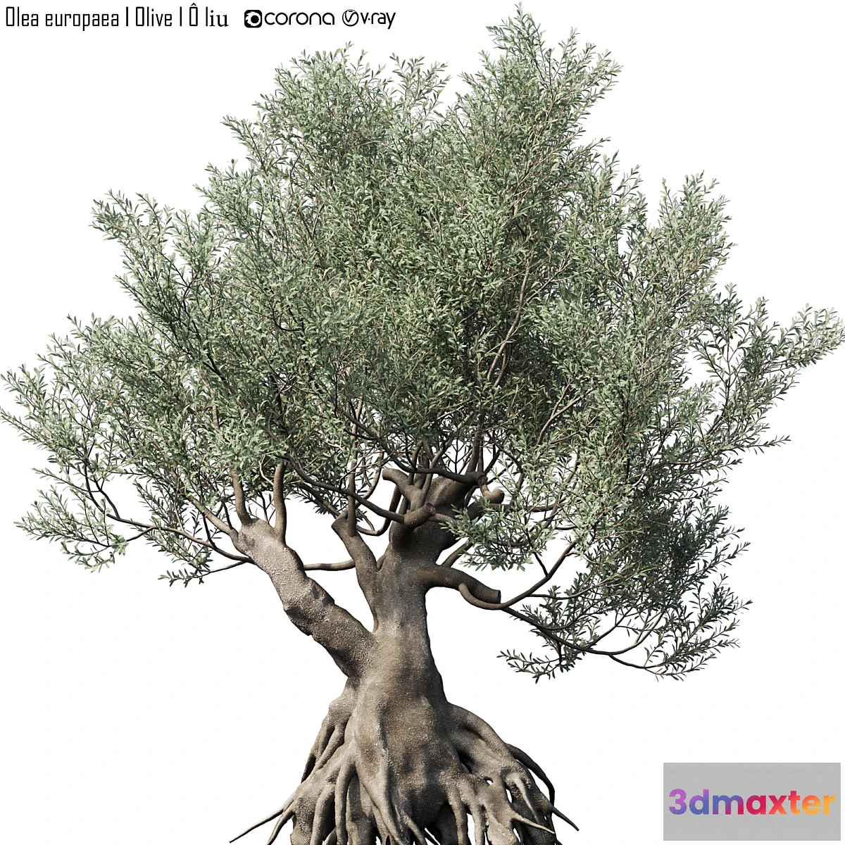 1438538 - Olive Tree (Europa Olea) # 1 3D Max