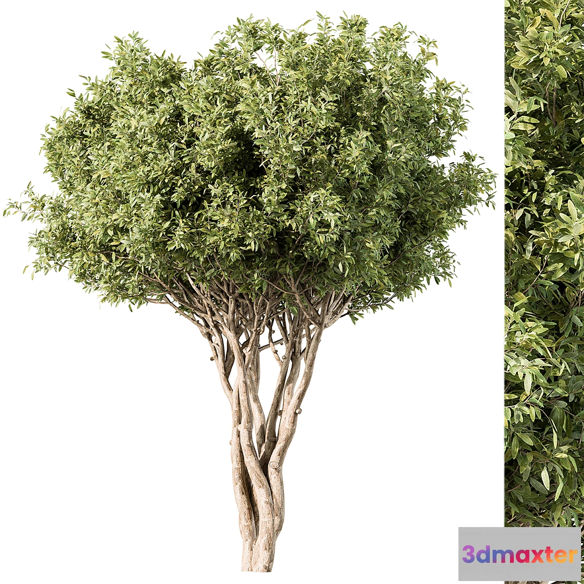 1439100 - Tree Green Maple - Set 139 3D Max