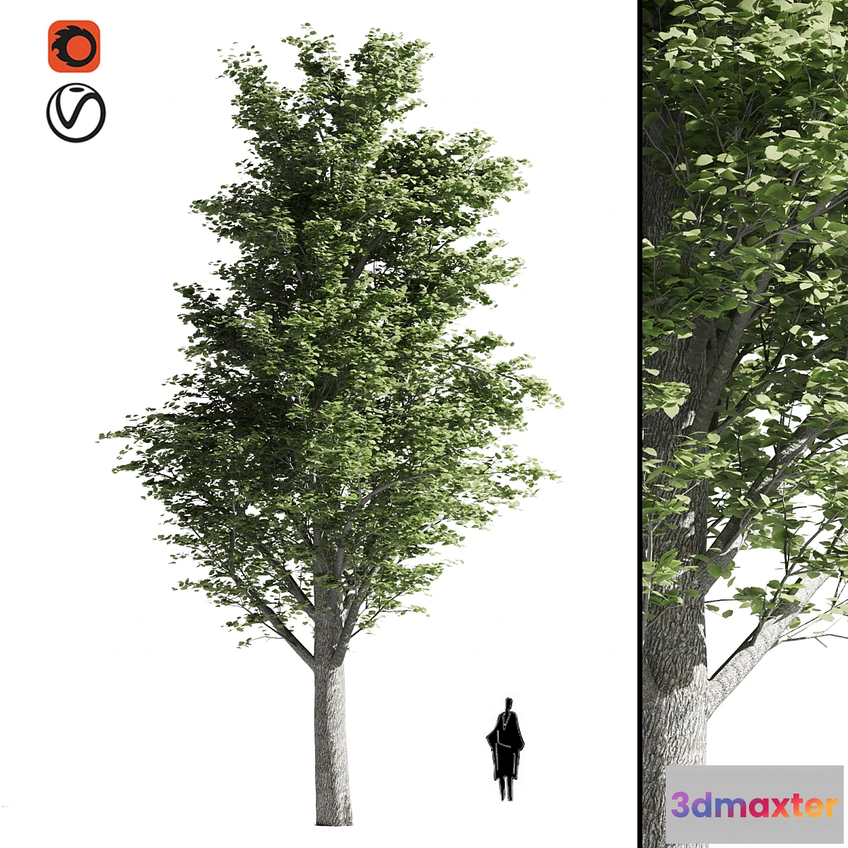 1441922 - Tilia tree 3D Max