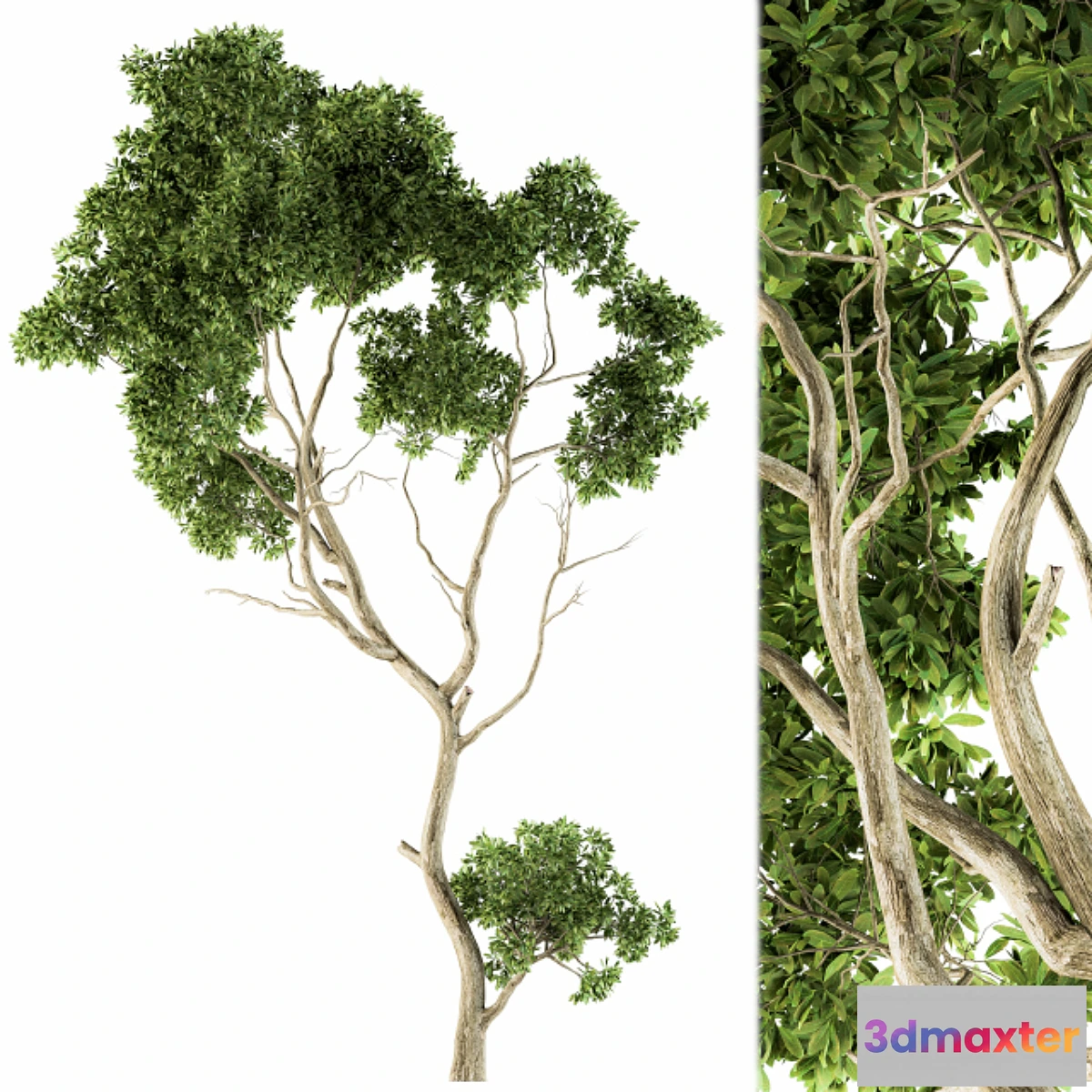 1441948 - Tree Green Maple - Set 27 3D Max