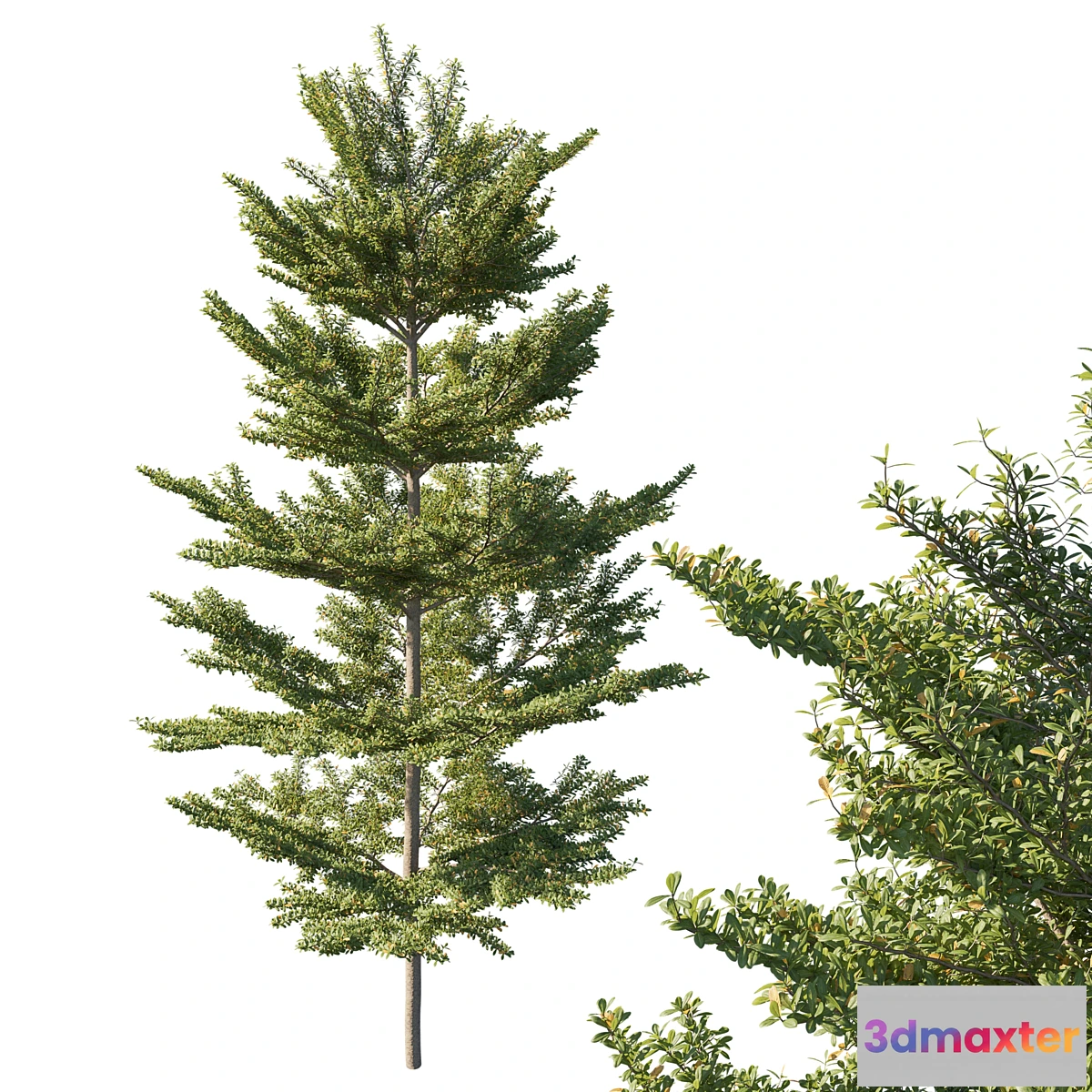 1445718 - Terminalia mantaly Madagascar almond 3D Max