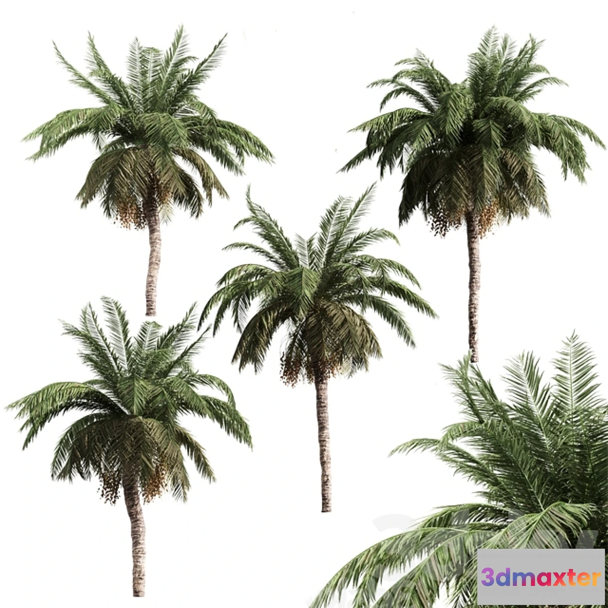 1445844 - 4 palms 3D Max
