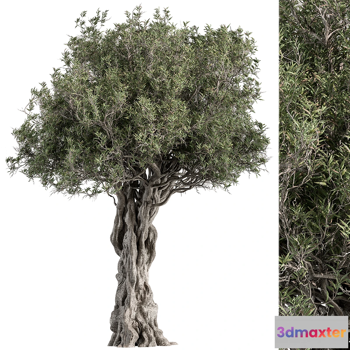 1445900 - Olive Tree Set 194 3D Max