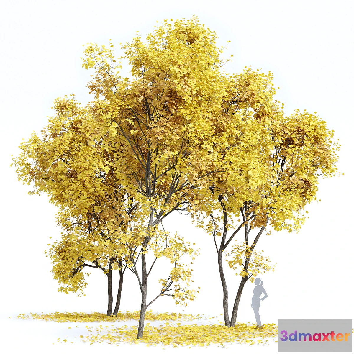 1446074 - Real Tree Acer Saccharinum Fall 3D Max