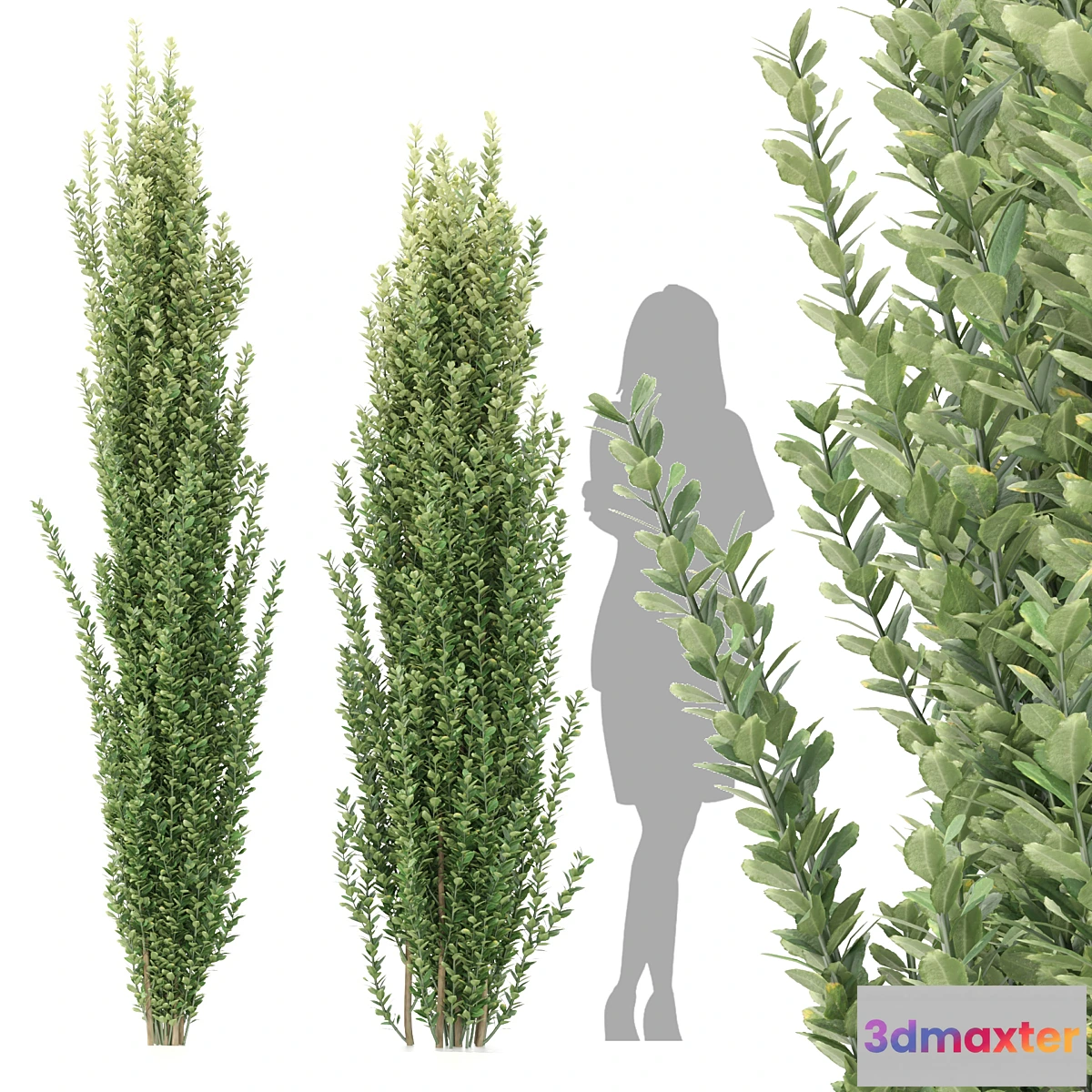 1446314 - Ilex crenata tree 3D Max