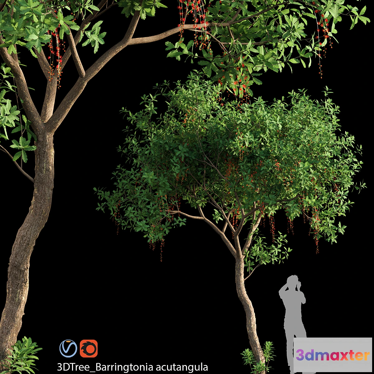 1447756 - Barringtonia acutangula 02 3D Max