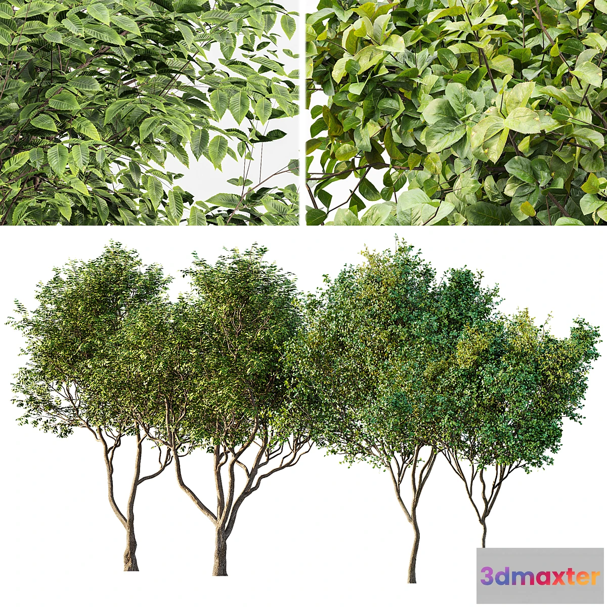 1448166 - Sweet chestnut and Bush Leaf 3D Max