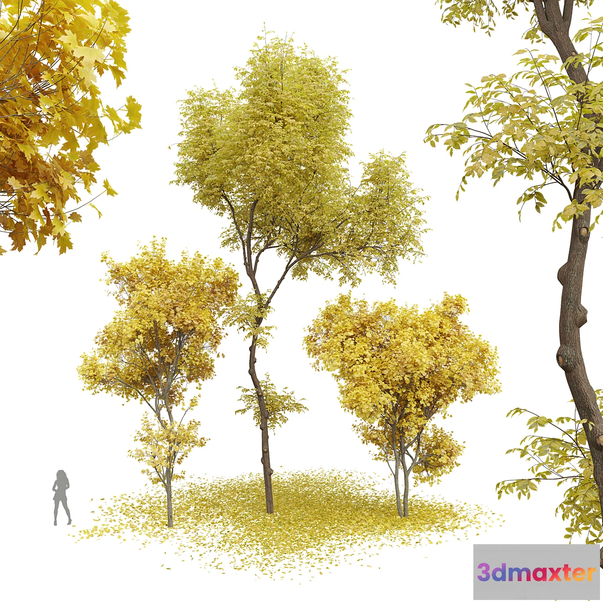 1448926 - New Plant Real Tree Acer Saccharinum Ulmus changii Fall 3D Max