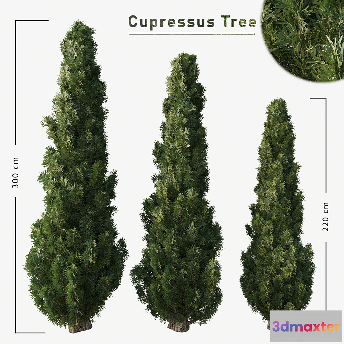 1451832 - Cupressus tree 3D Max