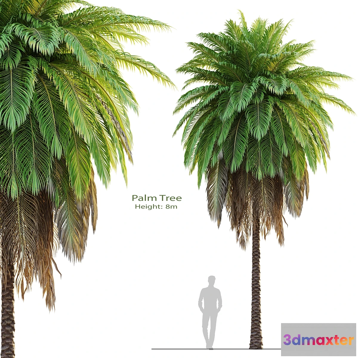 1452224 - tree set 08-Palm Tree-C 3D Max