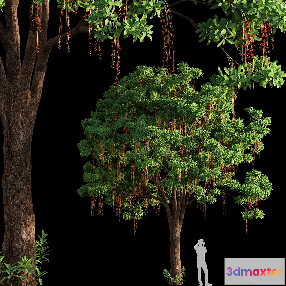 1452240 - Barringtonia Acutangula 03 3D Max