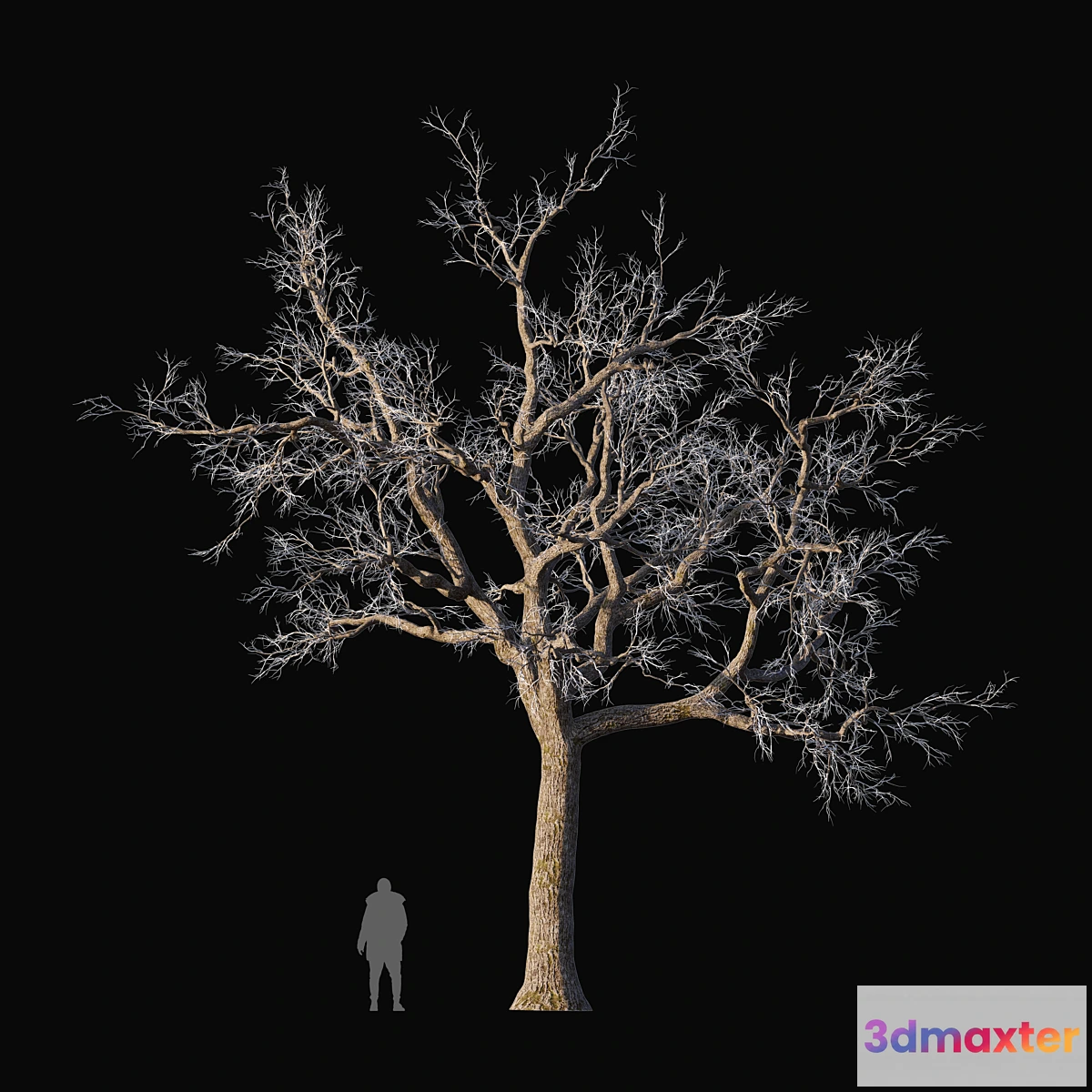 1453132 - Oak frozen 3D Max