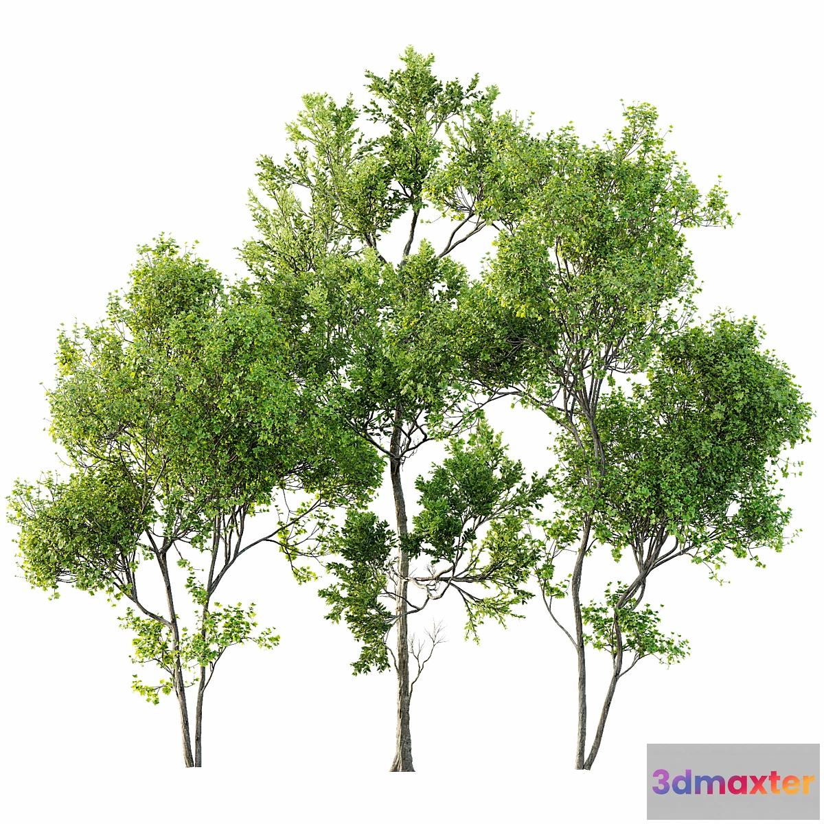 1453134 - summer trees 3D Max