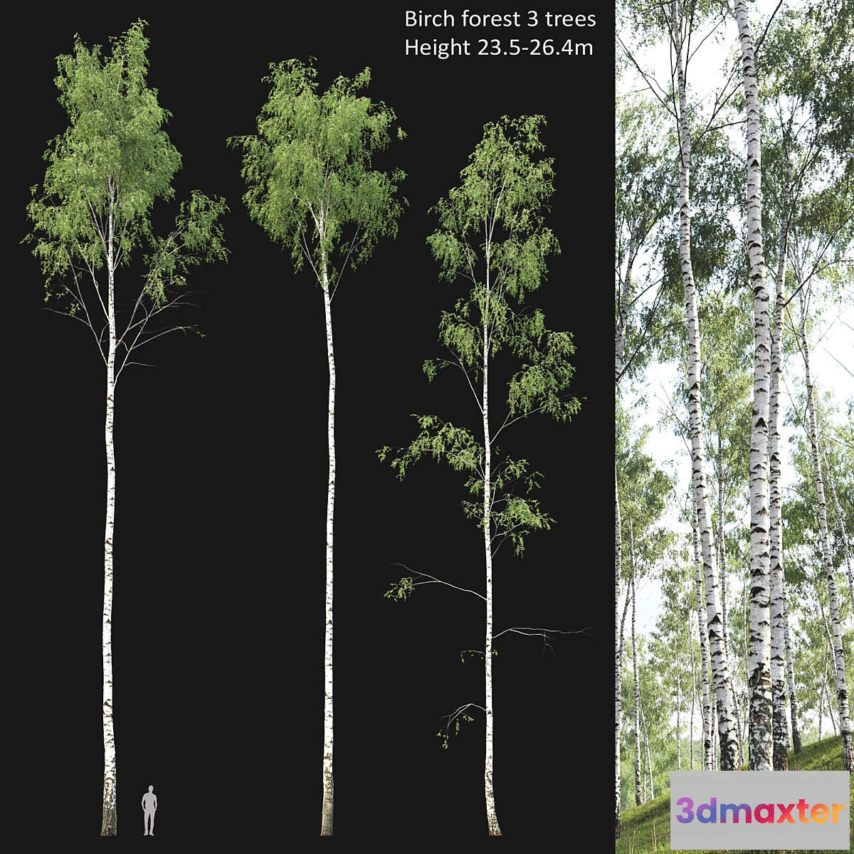 1453820 - Birch forest part 2 3D Max