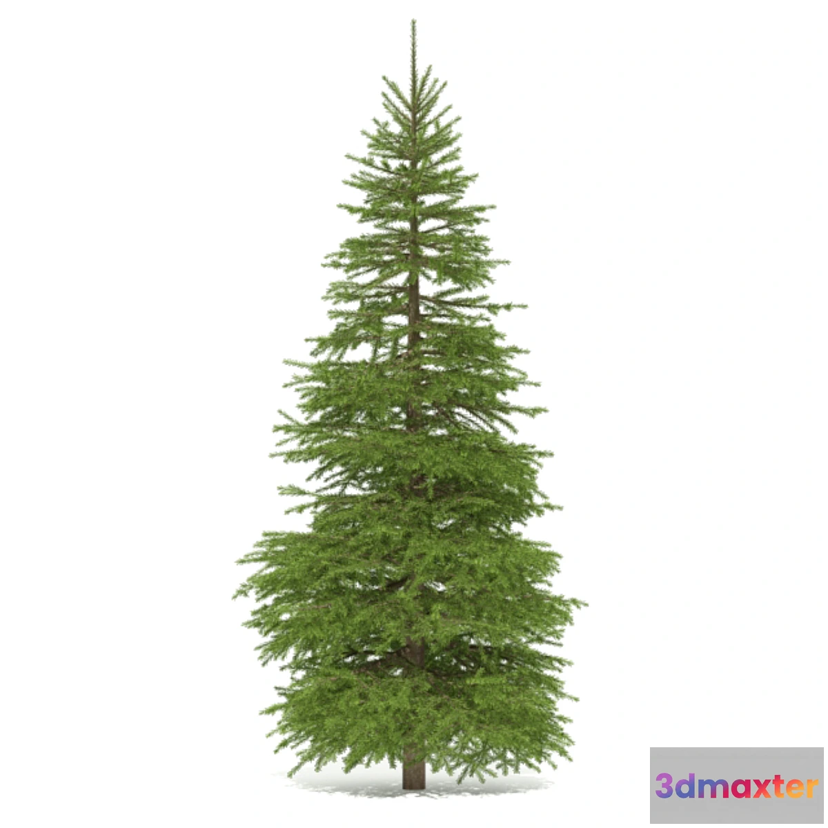 1454276 - Spruce 3D Max