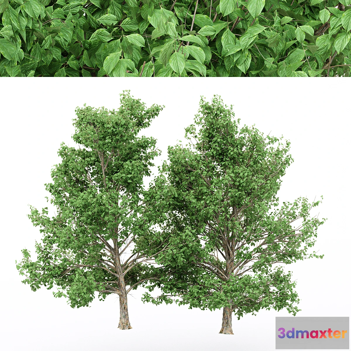 1454282 - 4diffrent tree Korean Stewartia 3D Max