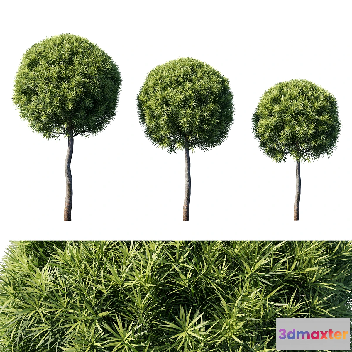 1454384 - Podocarpus macrophyllas 04 3D Max