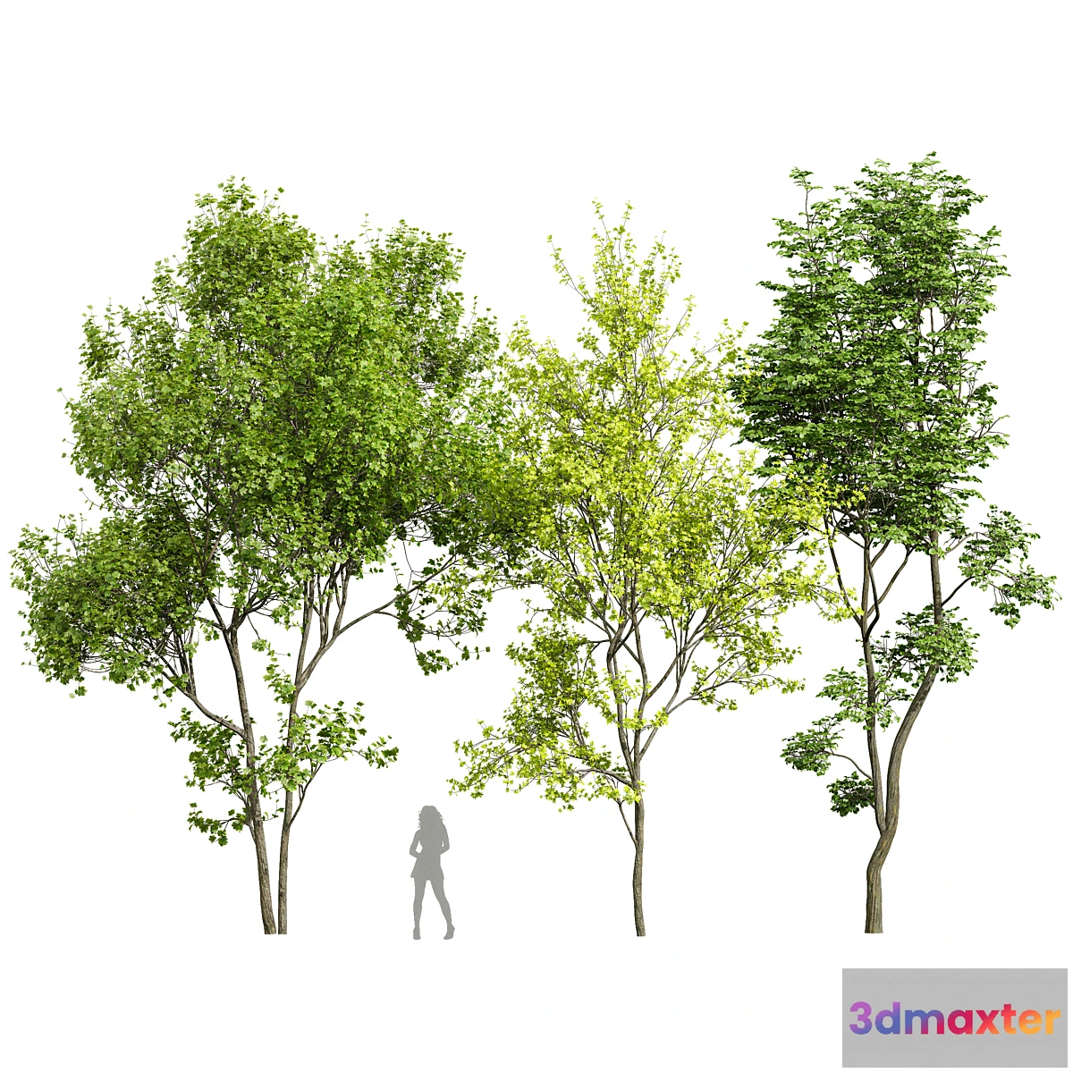 1455018 - Acer Saccharinum and Hazel leaves 3D Max