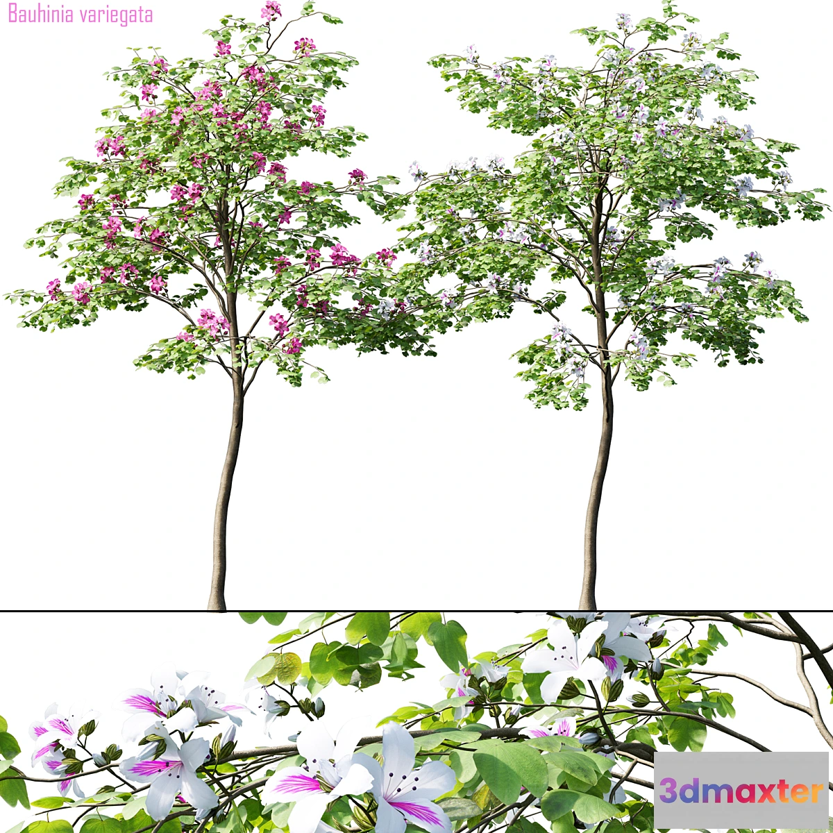 1455248 - Bauhinia variegata # 1 3D Max