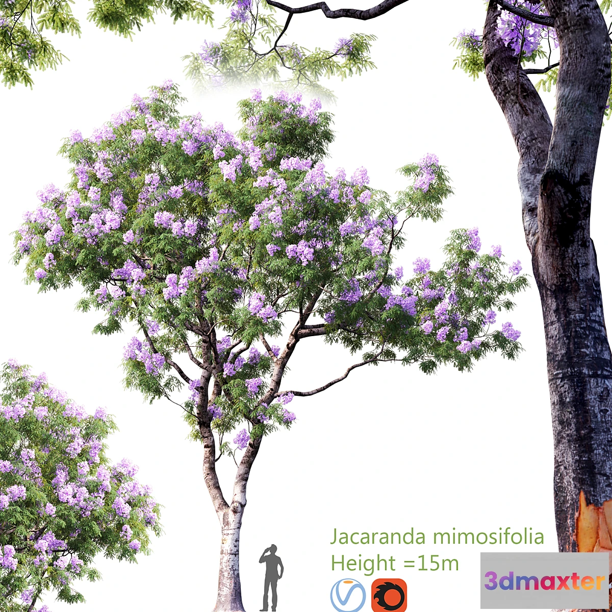 1455644 - Jacaranda mimosifolia  Height  15m # 2 3D Max