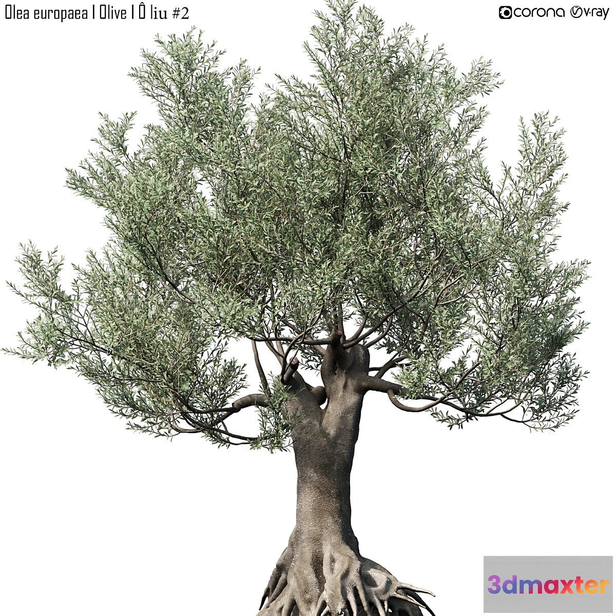 1455902 - Olive Tree (Europa Olea) # 2 3D Max