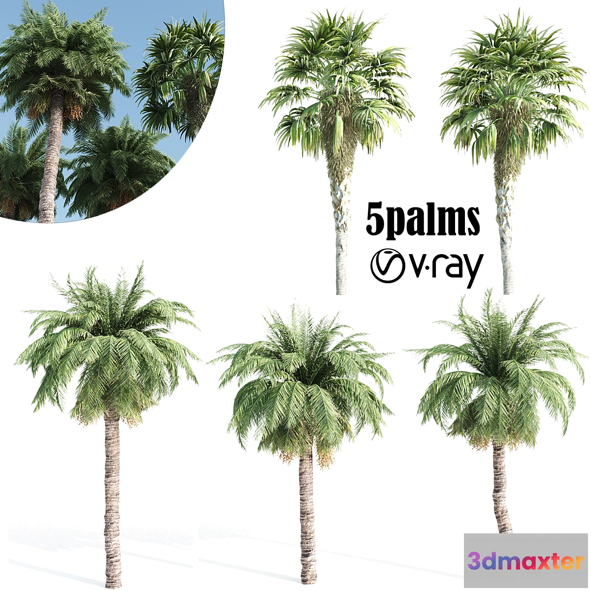 1456968 - palm tree- vray 3D Max