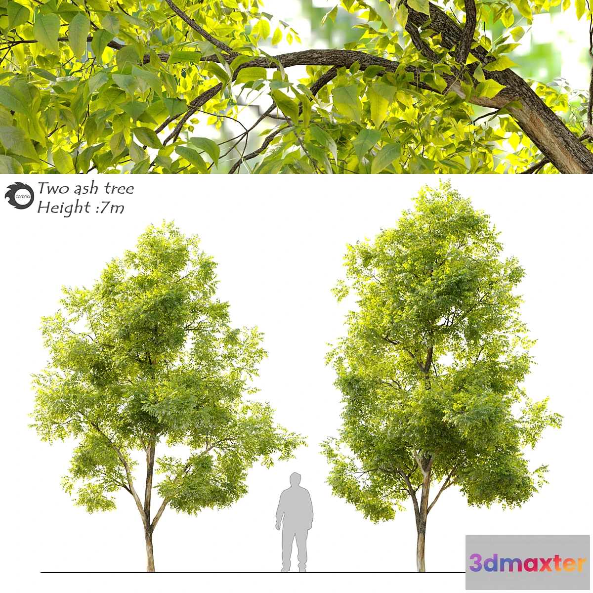 1457076 - Two ash tree_2 3D Max