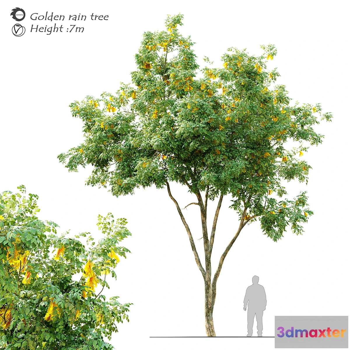 1458244 - Golden rain tree_2 3D Max