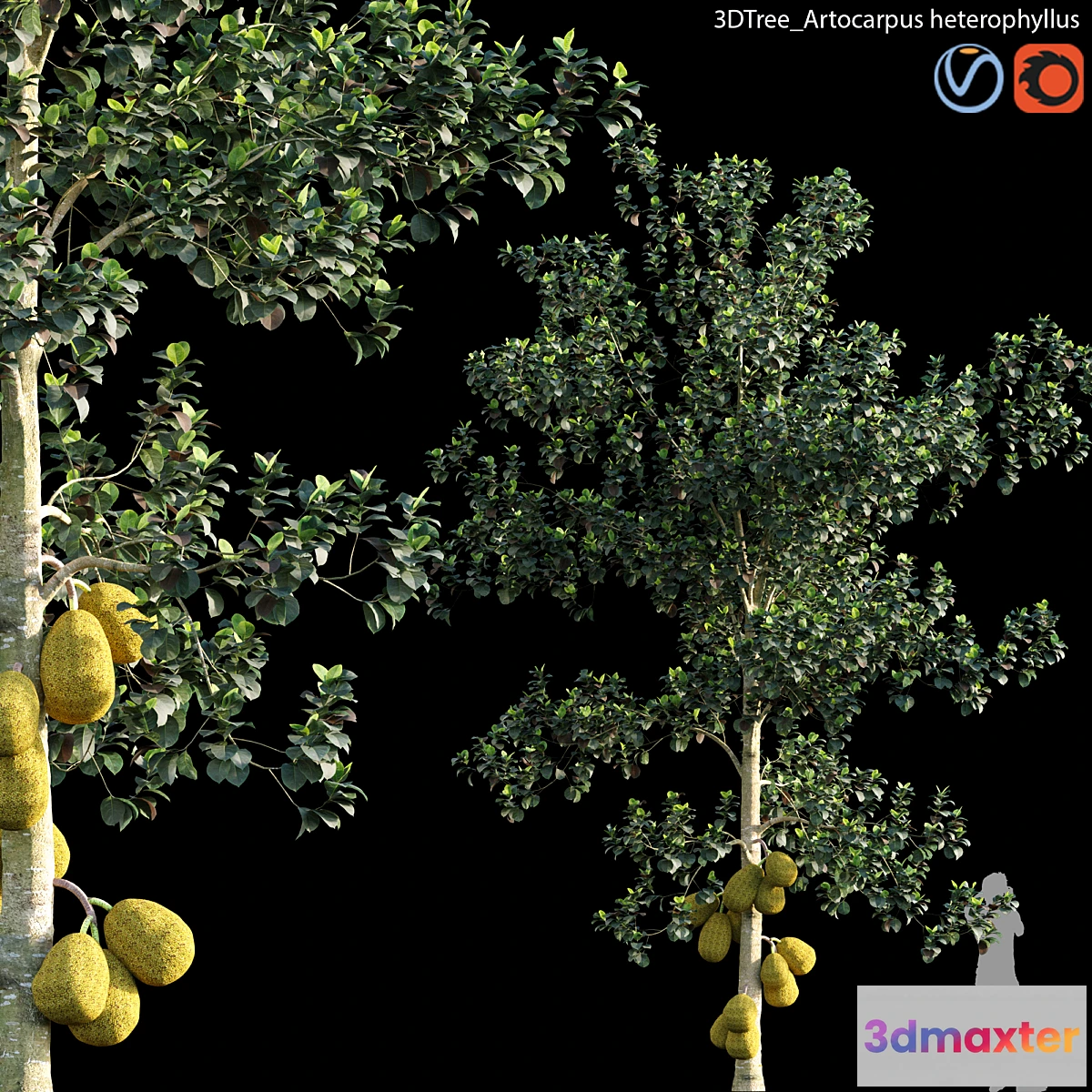 1458288 - Artocarpus heterophyllus 01 3D Max