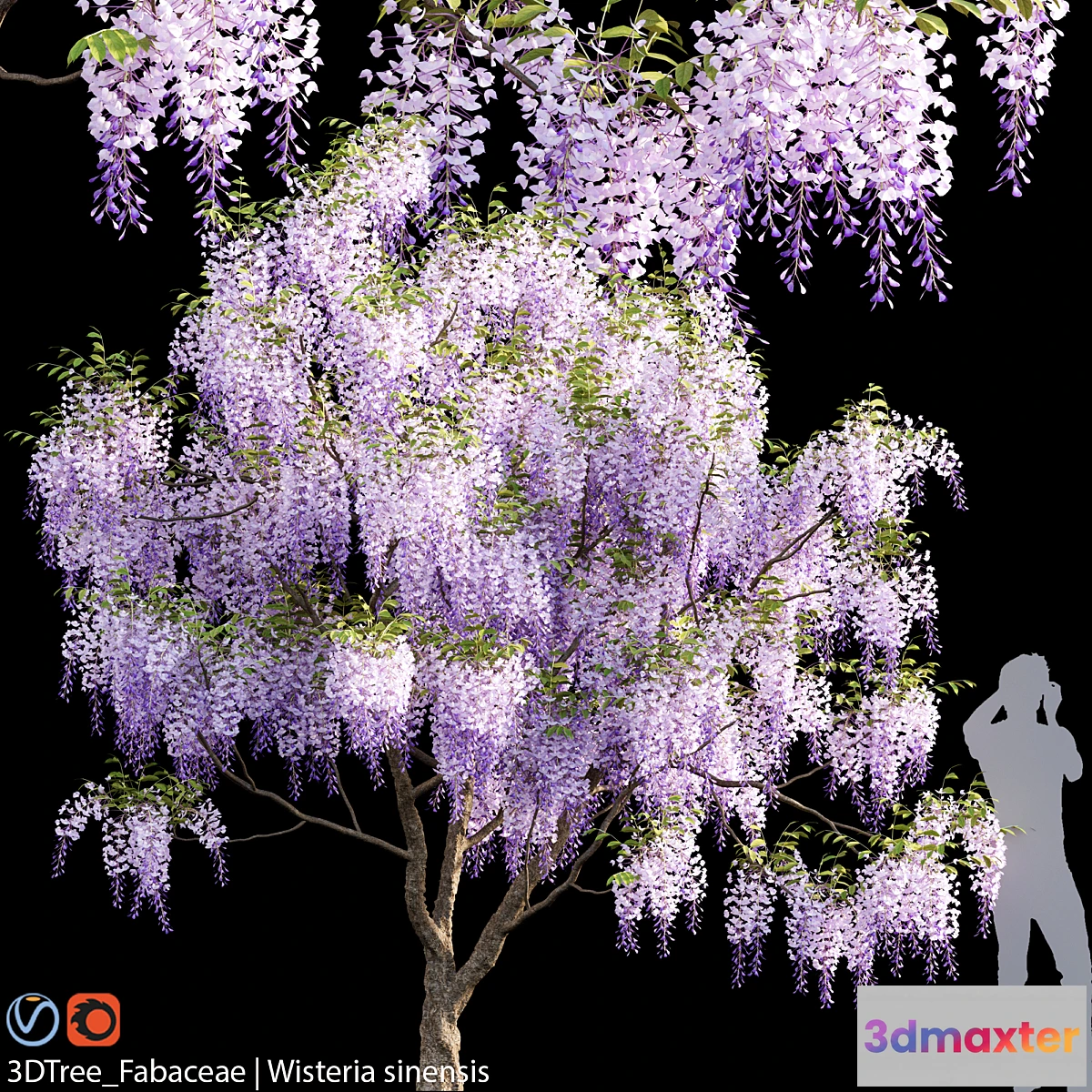 1458532 - Fabaceae Wisteria sinensis 04 3D Max