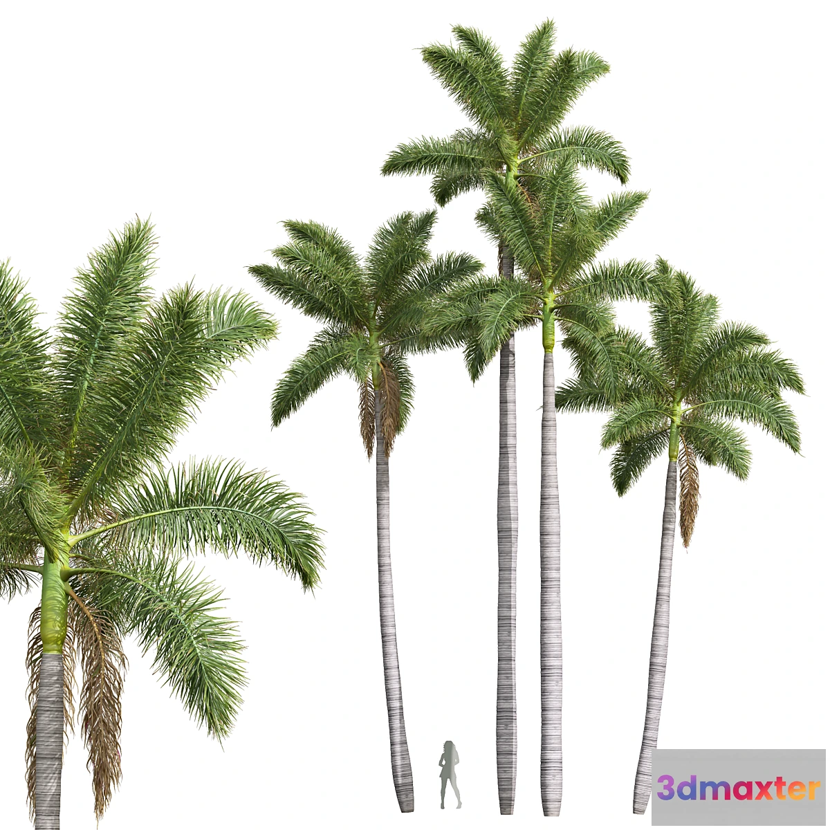 1459016 - New Plant High detail Roystonea Regia 3D Max