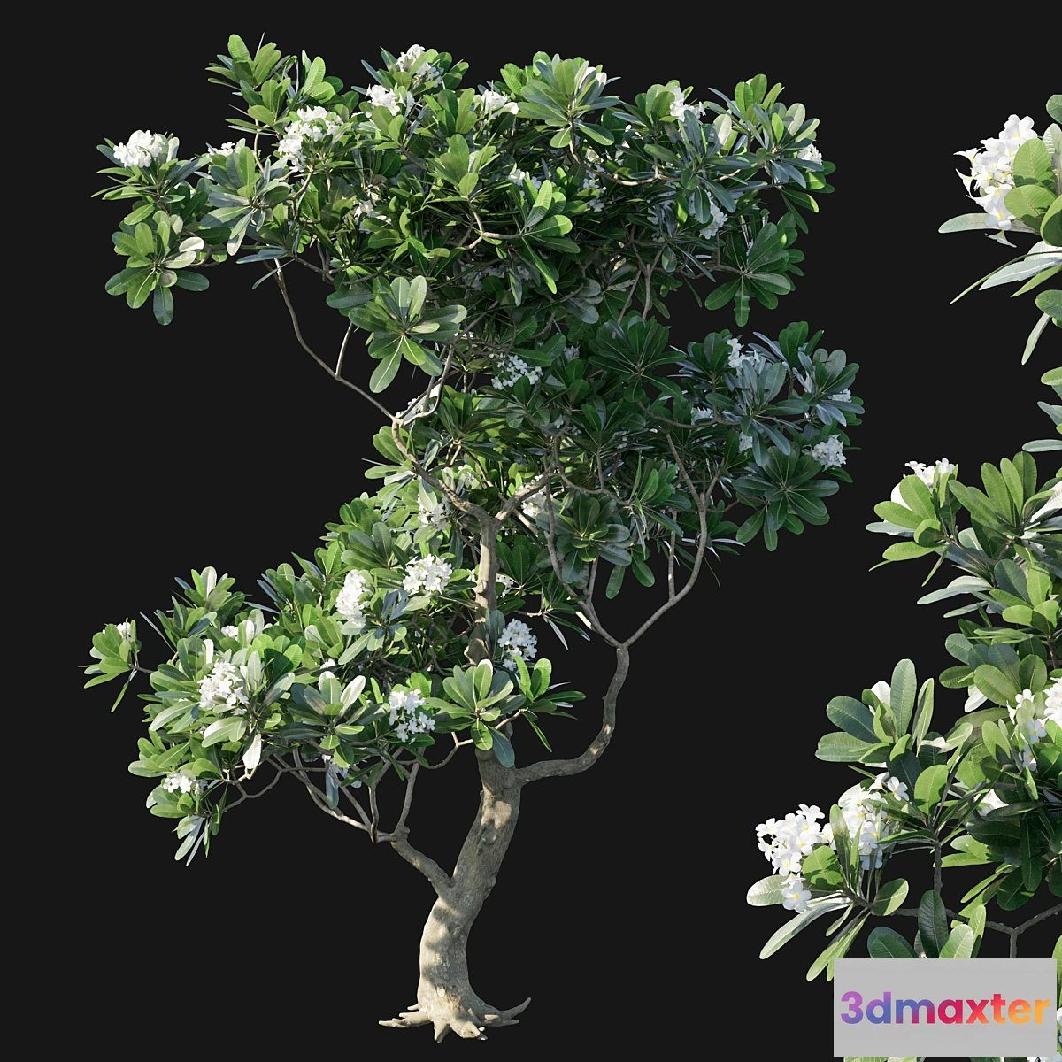 1459036 - Obtusa 02 3D Max