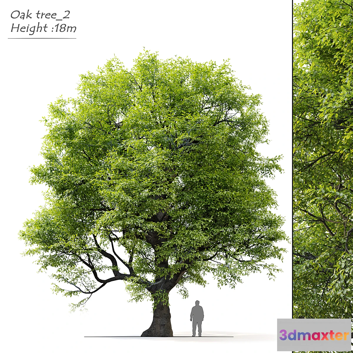 1459432 - Old oak tree 3D Max