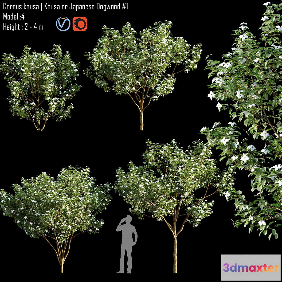 1459566 - Cornus kousa  Kousa or Japanese Dogwood # 1 3D Max