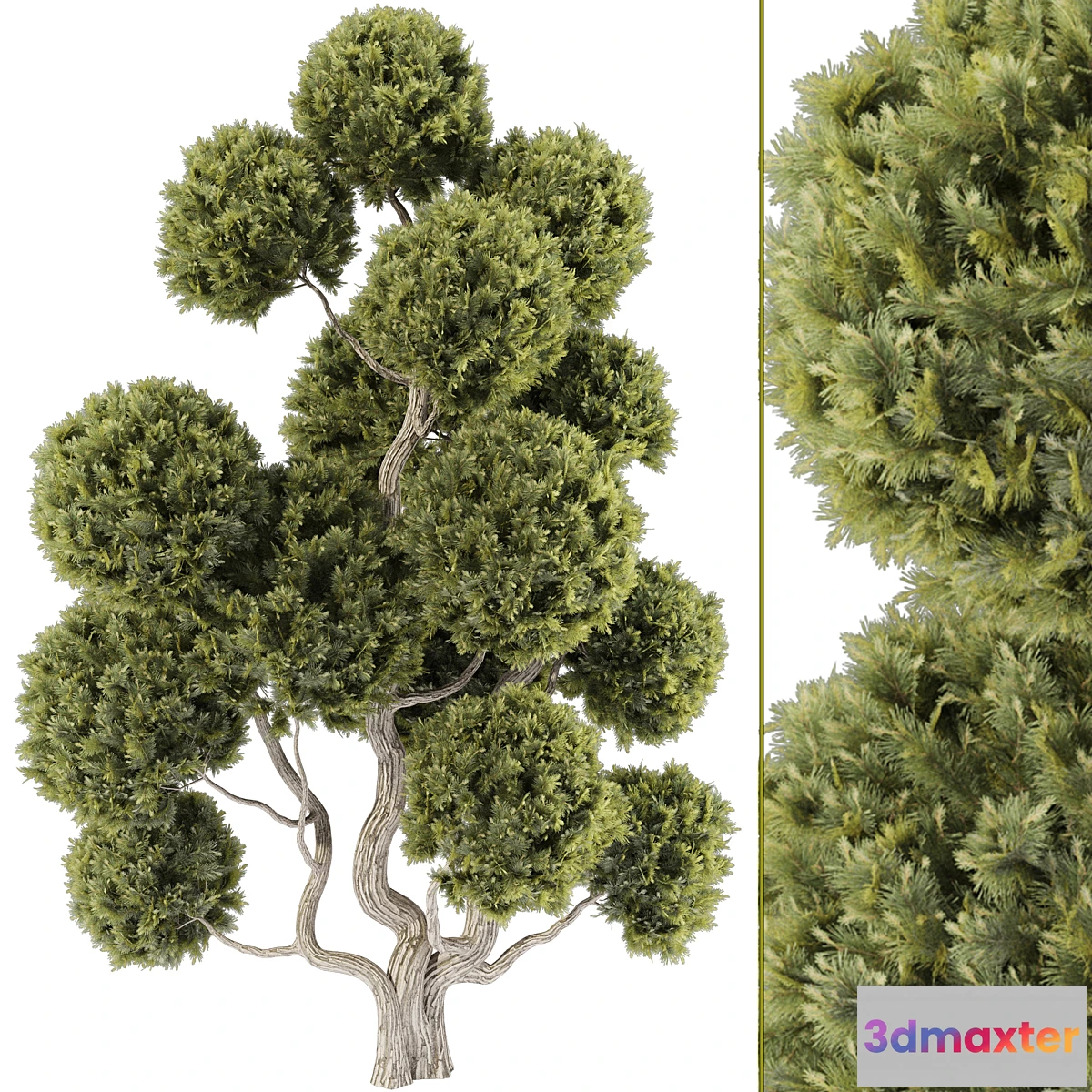1459898 - Topiary Ball Tree 144 3D Max