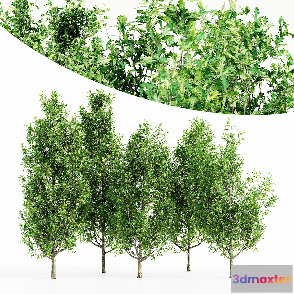 1460140 - Cypress oak 5 tree 3D Max