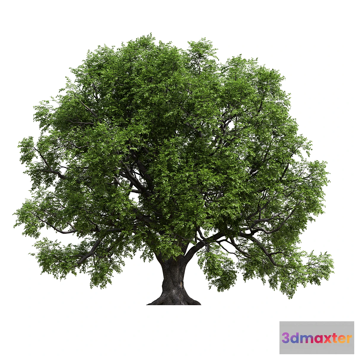 1460358 - Oak 3D Max