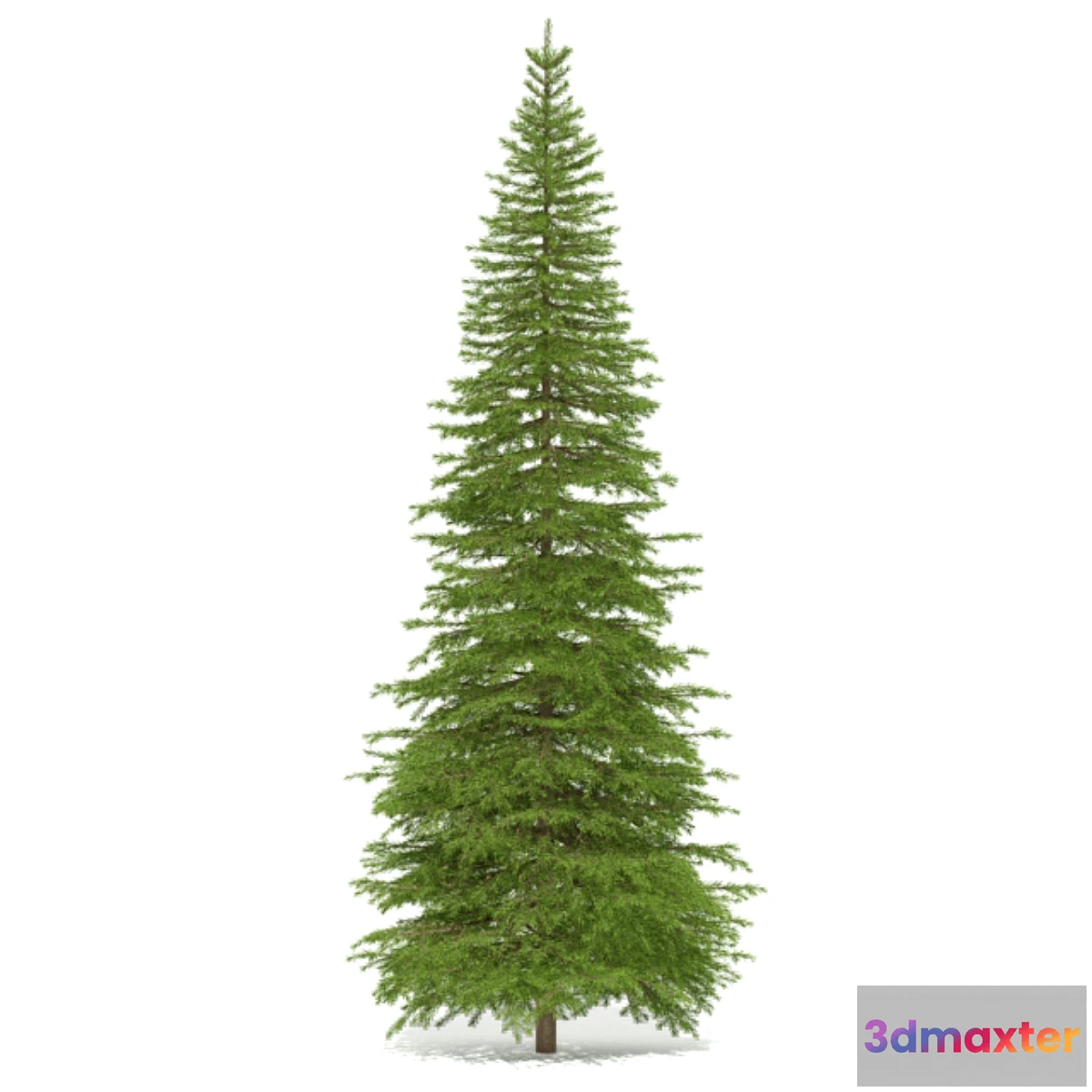 1460666 - Spruce 3D Max