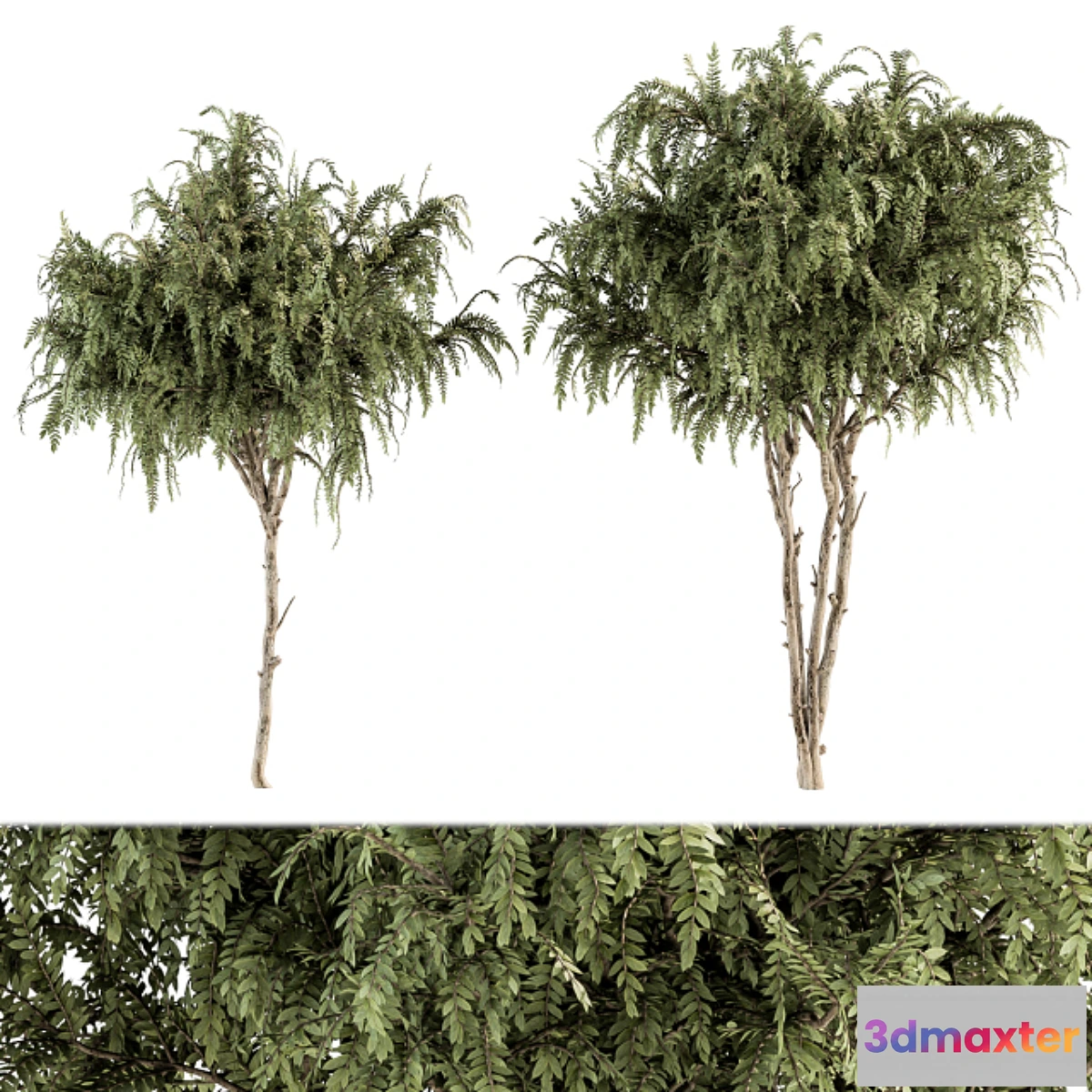 1461136 - Small Timber Tree - Set 52 3D Max