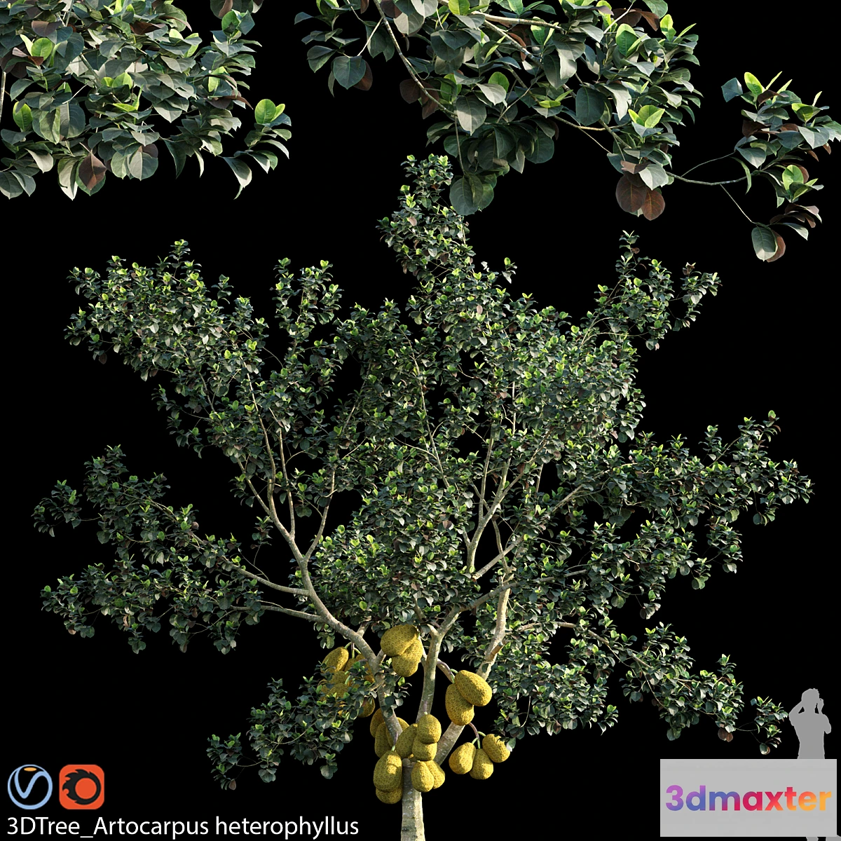 1461188 - Artocarpus heterophyllus 02 3D Max