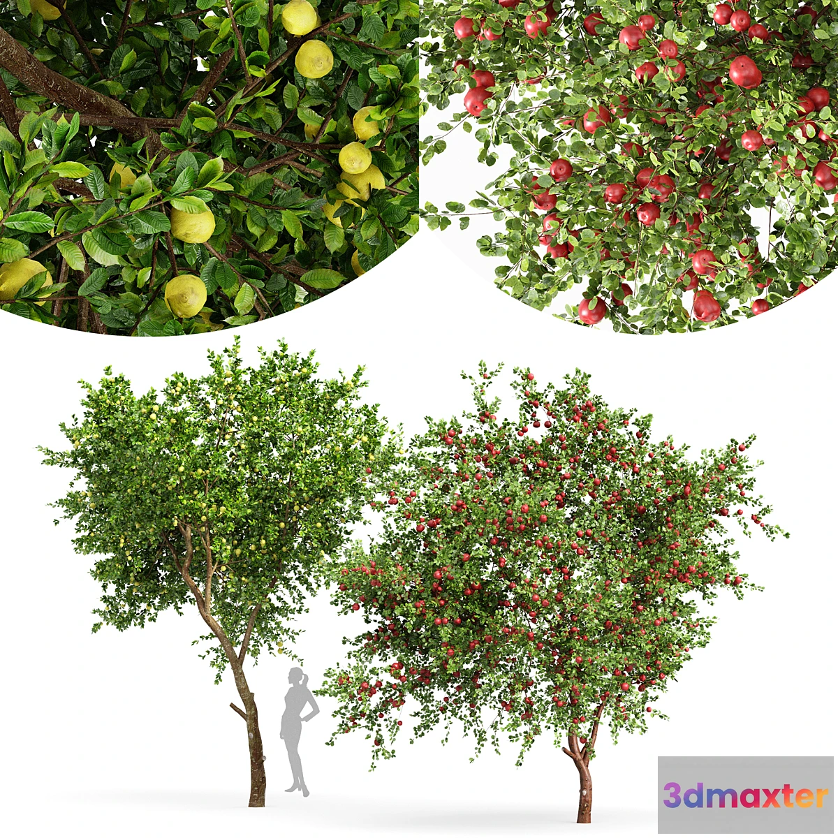 1461320 - fruit trees lemon and apple 3D Max