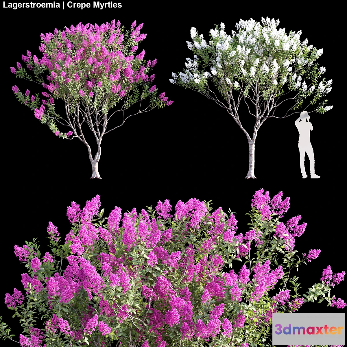 1462222 - Lagerstroemia  Crepe Myrtles 02 3D Max