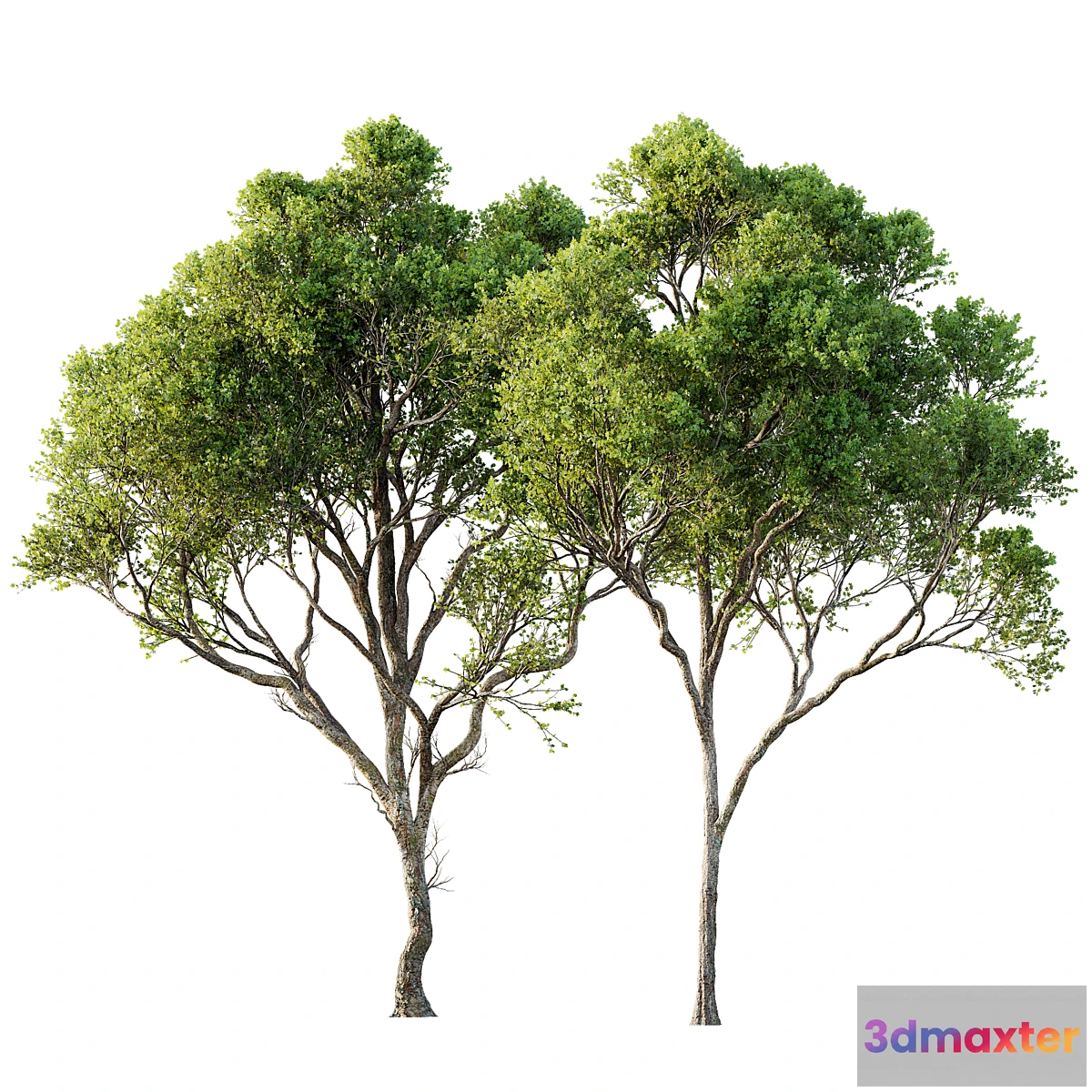 1462952 - Acer Pseudoplatanus 04-spring trees 3D Max
